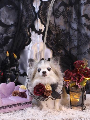 20231001クラウディアちゃん